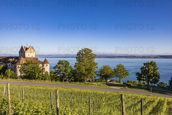 Burg Meersburg und Weinberg