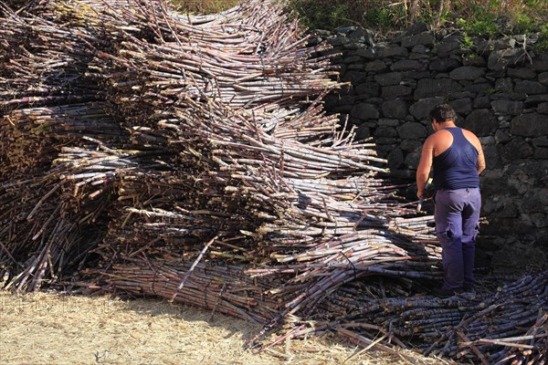 Cut sugar cane