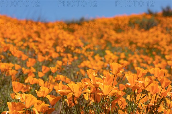 Seasonal california poppies bloom landscape