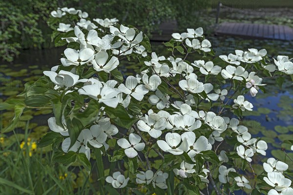 Flowering kousa dogwood