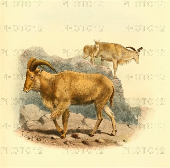 Barbary sheep