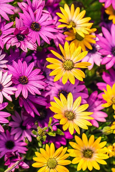 African Daisy Colour Mix