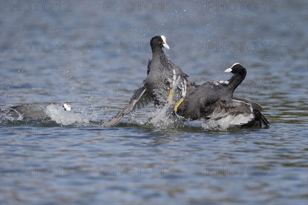 Common Coot