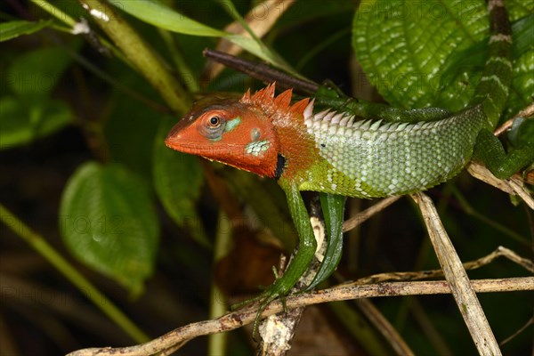 Common Green Forest Lizard adult male