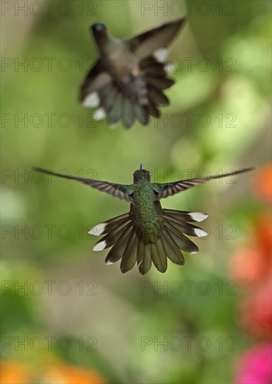 Scaly-breasted Hummingbird