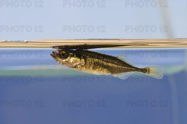 Nine-spined ninespine stickleback