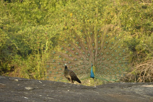 Indian indian peafowl