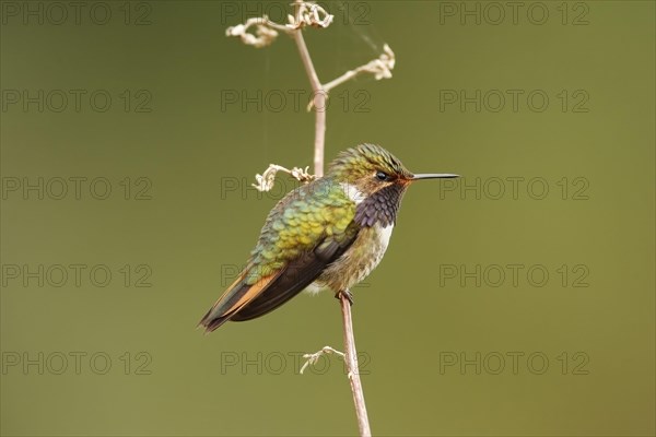 Volcano Hummingbird