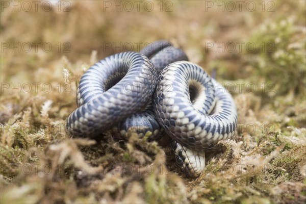 Grass snake