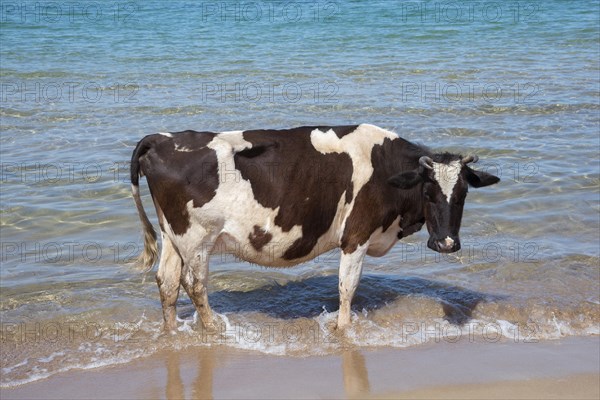 Cows on the beach