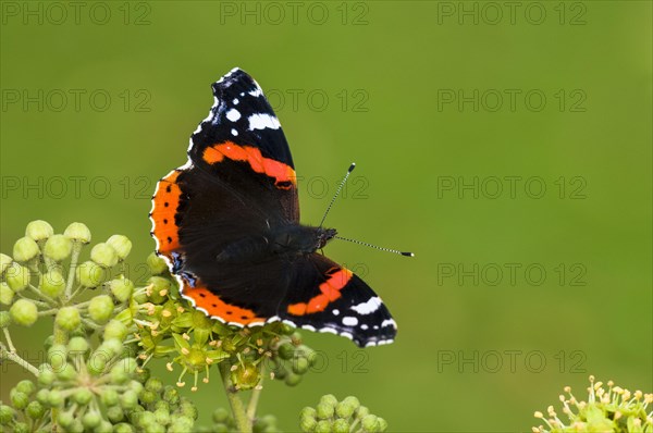 A red admiral