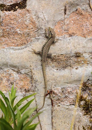 Viviparous lizard