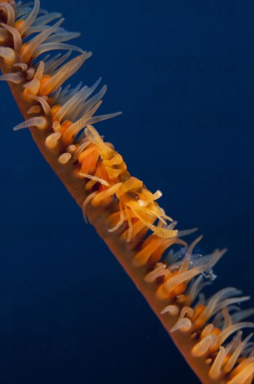 Wire Coral Shrimp