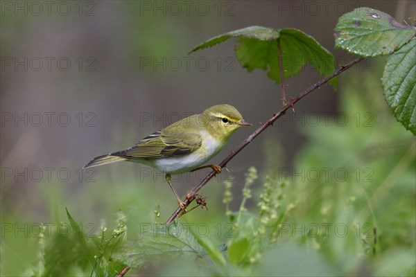 Wood Warbler