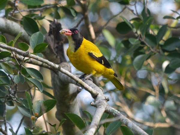 Black-headed Oriole