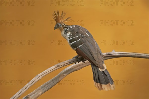 Hoatzin