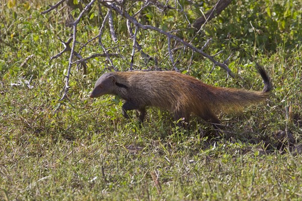 Herpestes viticollis