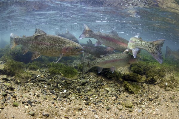 Salmo gairdneri