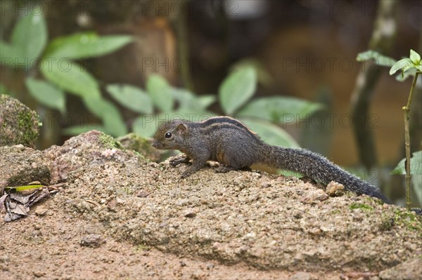 Layard's Palm Squirrel