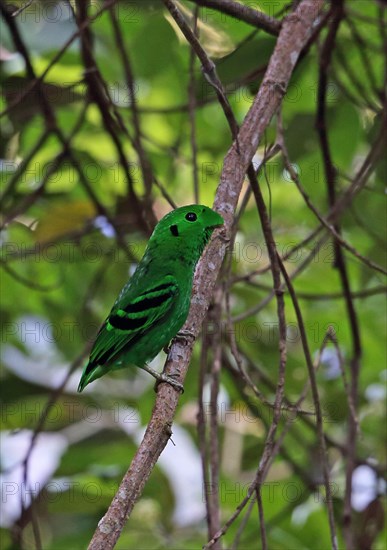 Green Broadbill