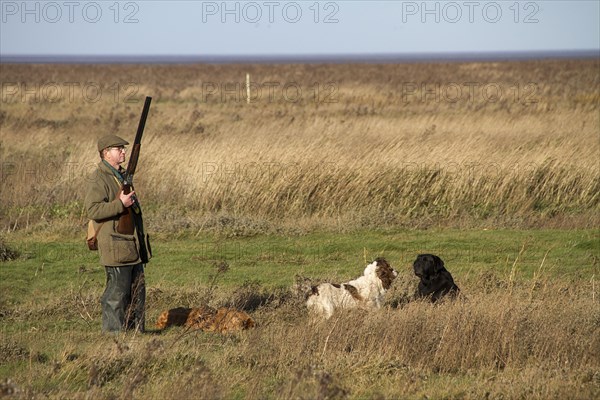 Man with 12-gauge shotgun and working dogs