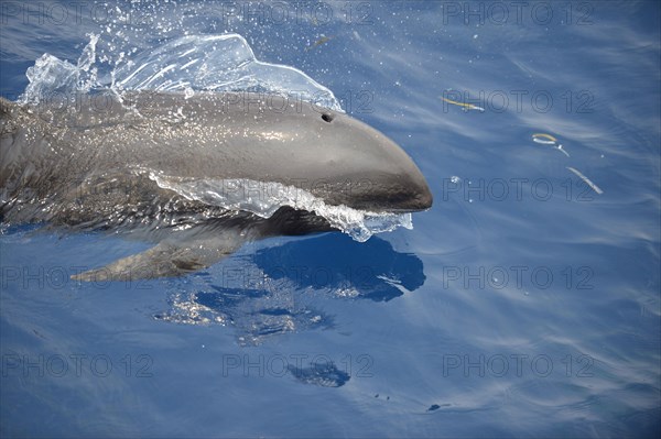 Broad-beaked dolphin