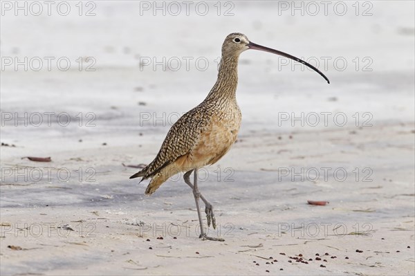 Long-billed Curlew