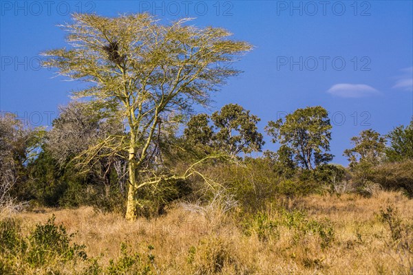 Kruger National Park