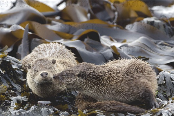 European Otter