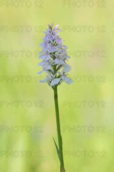 Spotted orchid