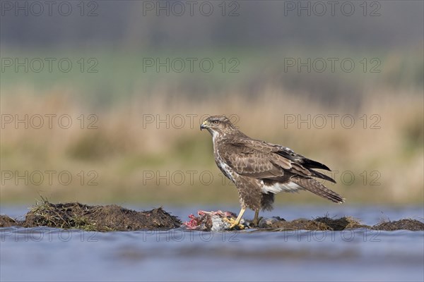 Adult steppe buzzard