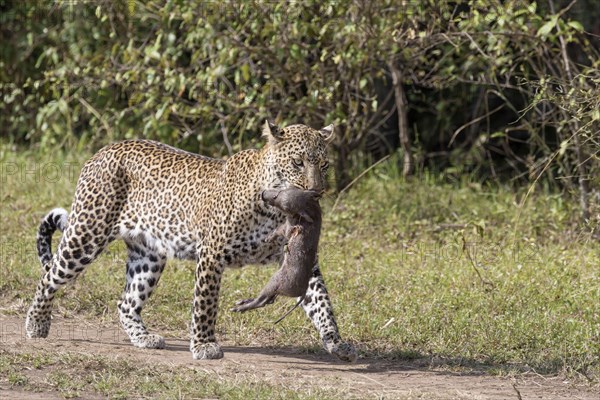 Adult african leopard