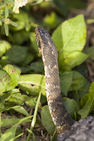 Southern swimming snake