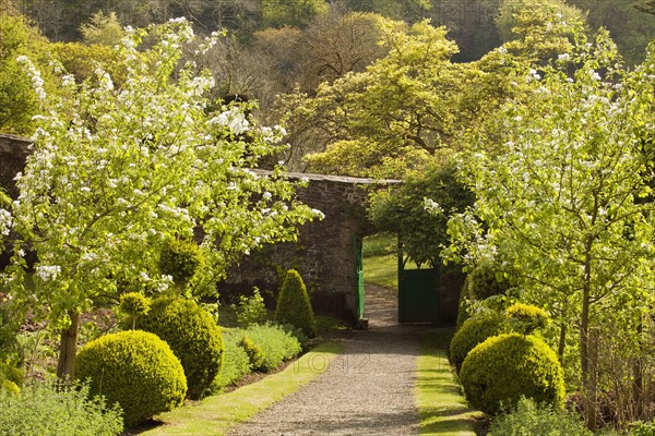 Walled garden with flowering fruit trees and door through wall into garden leading to central path