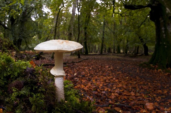 A false deathcap