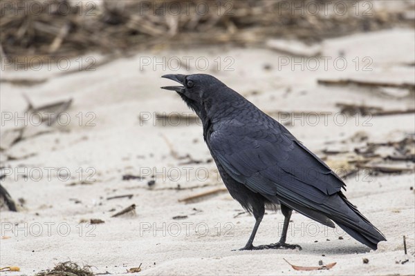 American Crow