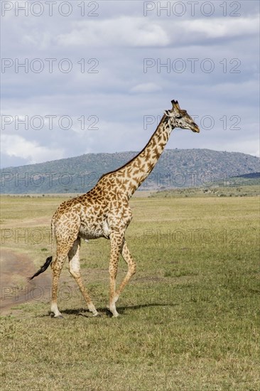 Masai giraffe