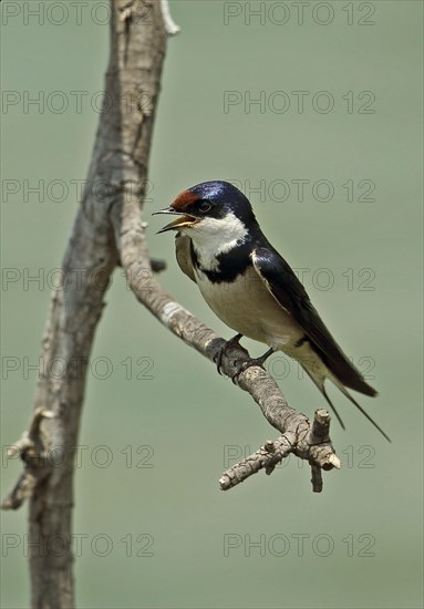 White-throated Swallow