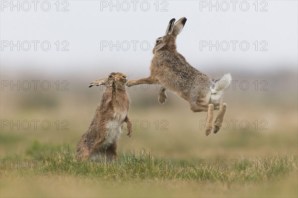 European Hare