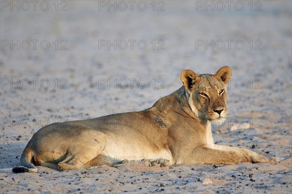 Transalvaal Lion