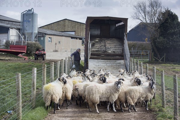 Sheep farming