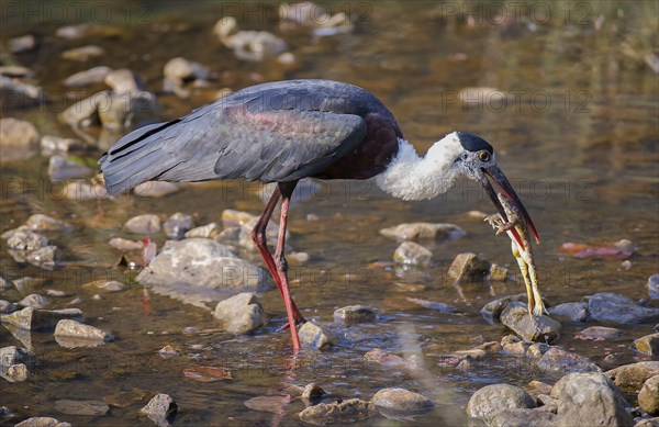 Woolly-necked Stork