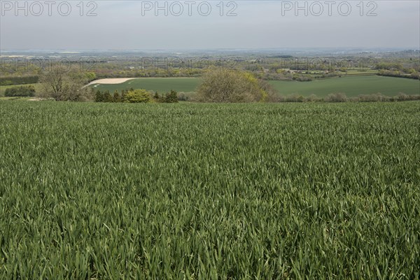 Field of winter wheat before coming into ear on a fine late spring day