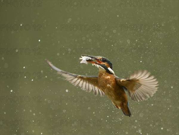 Common kingfisher