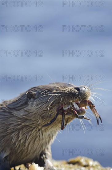 European Otter