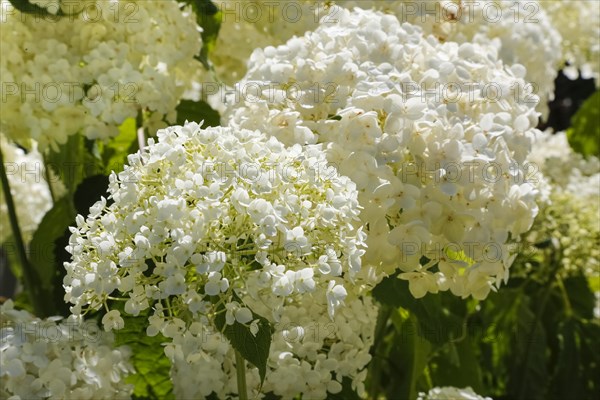 Schneeball-Hortensie