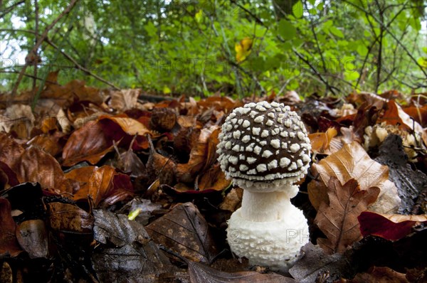 The fruiting body of a panthercap