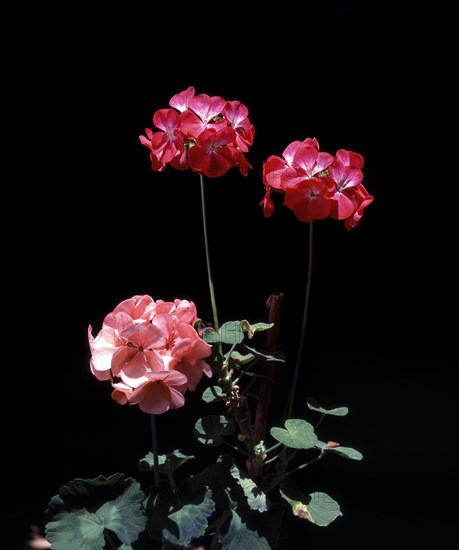 Pelargonium flower in Udhagamandalam or Ooty