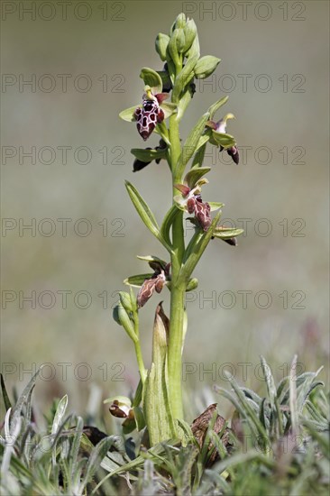 Cyprus cyprus bee orchid