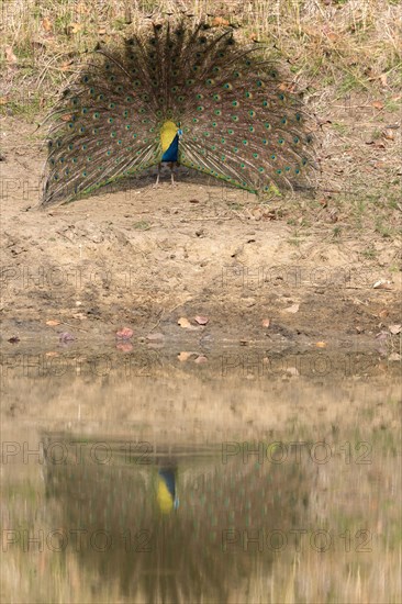 Indian indian peafowl